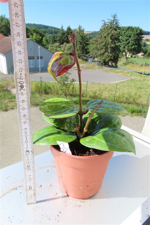 Hoya Sarawak Cream – Bild 4