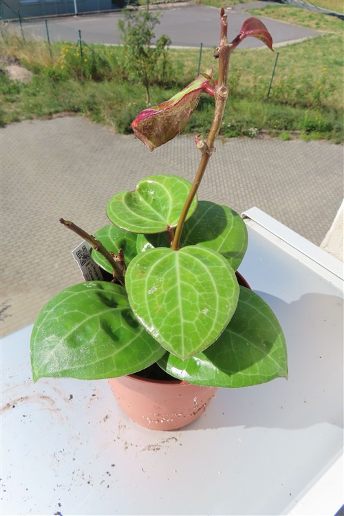 Hoya Sarawak Cream – Bild 2