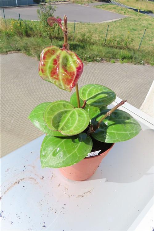 Hoya Sarawak Cream – Bild 3