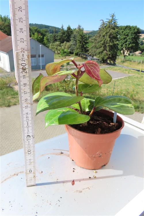 Hoya Sarawak Cream – Bild 4