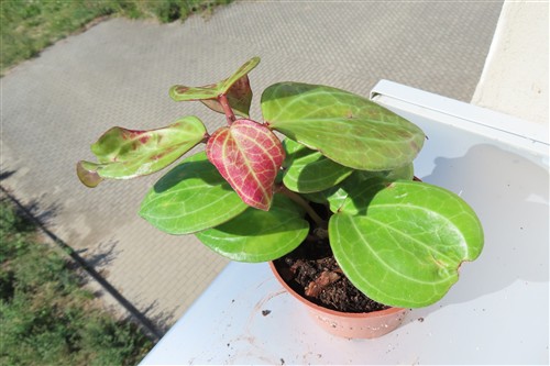 Hoya Sarawak Cream – Bild 3