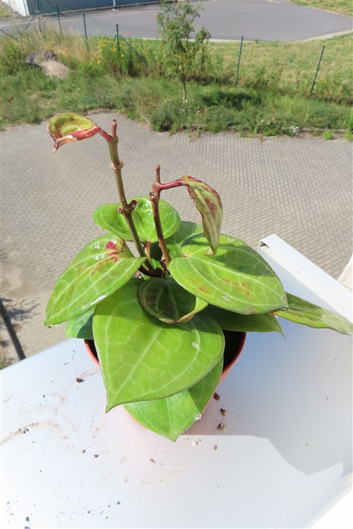 Hoya Sarawak Cream – Bild 3