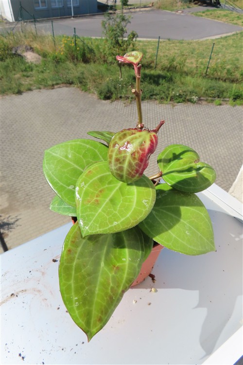 Hoya Sarawak Cream – Bild 2
