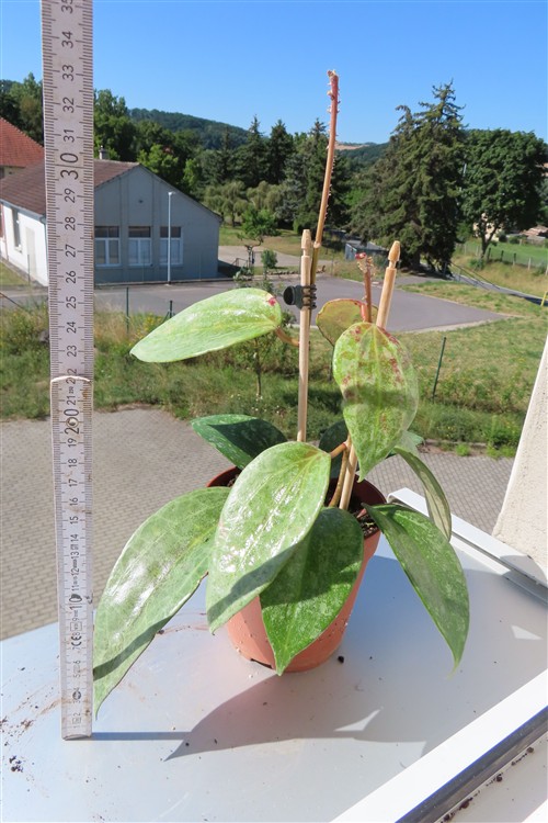Hoya macrophylla Silver – Bild 3