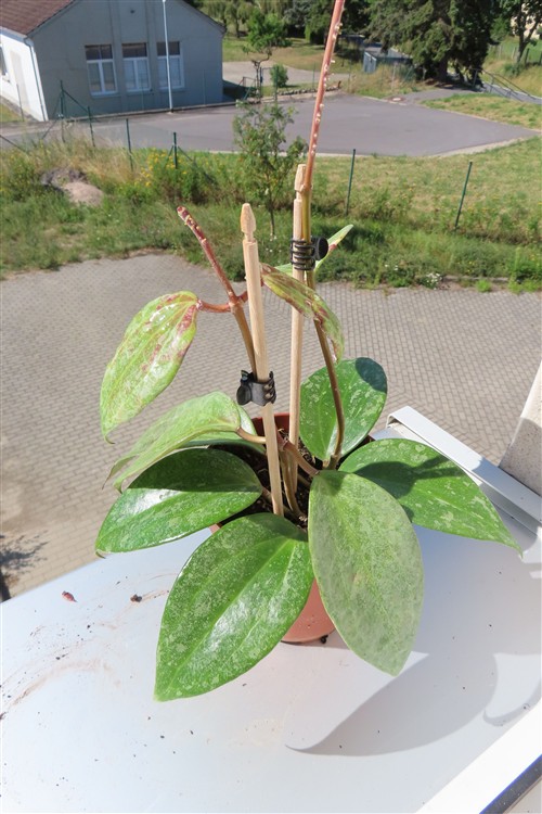 Hoya macrophylla Silver – Bild 2