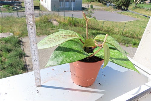 Hoya macrophylla Silver – Bild 3