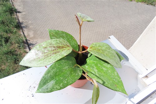 Hoya macrophylla Silver – Bild 2