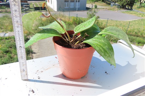Hoya macrophylla Silver – Bild 2