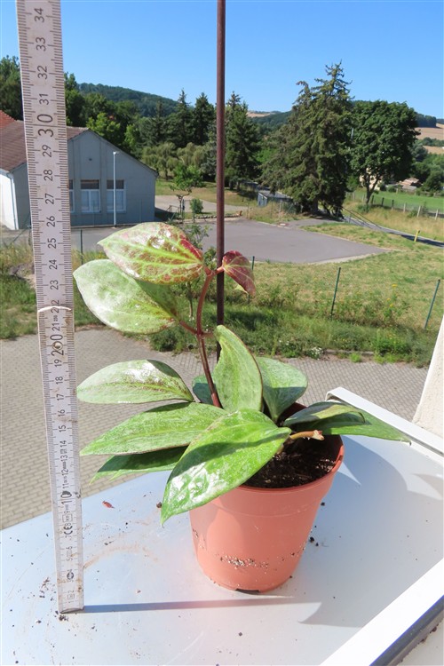 Hoya macrophylla Silver – Bild 3