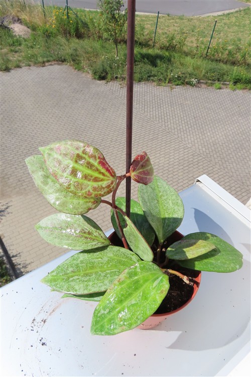 Hoya macrophylla Silver – Bild 2