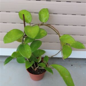 Hoya allg.