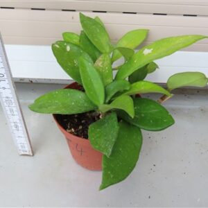 Hoya allg.