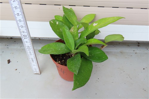Hoya allg.