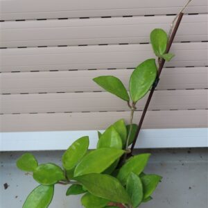 Hoya allg.