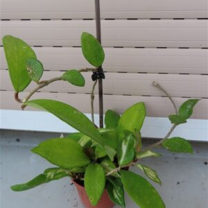 Hoya allg.