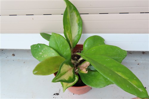 Hoya allg.