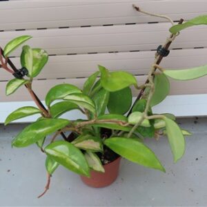 Hoya allg.