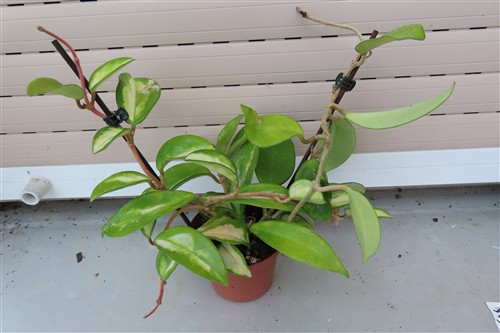 Hoya allg.