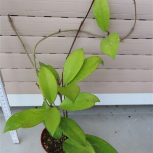 Hoya allg.