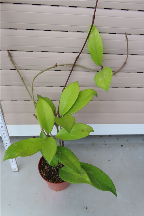 Hoya allg.