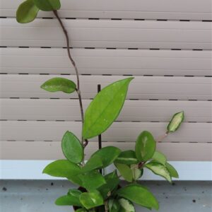 Hoya allg.