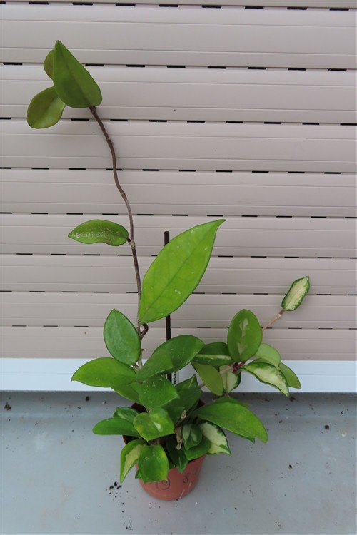 Hoya allg.