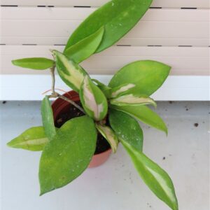 Hoya allg.