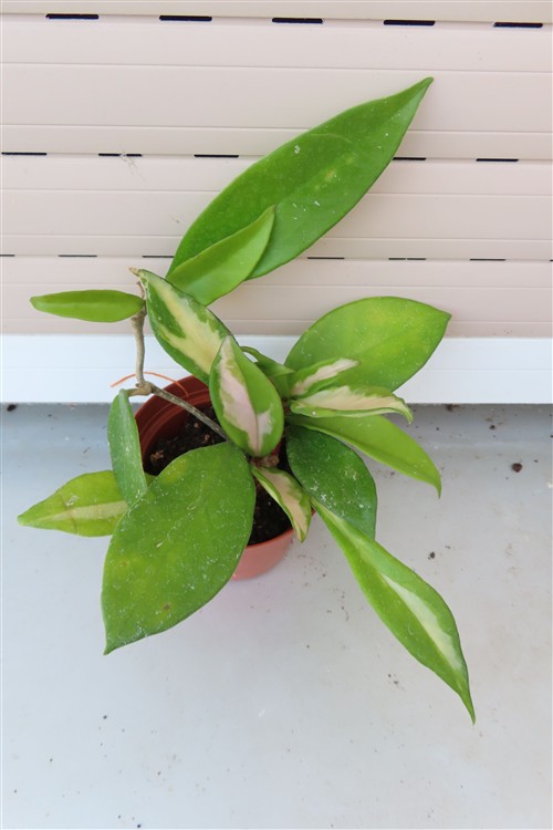 Hoya allg.