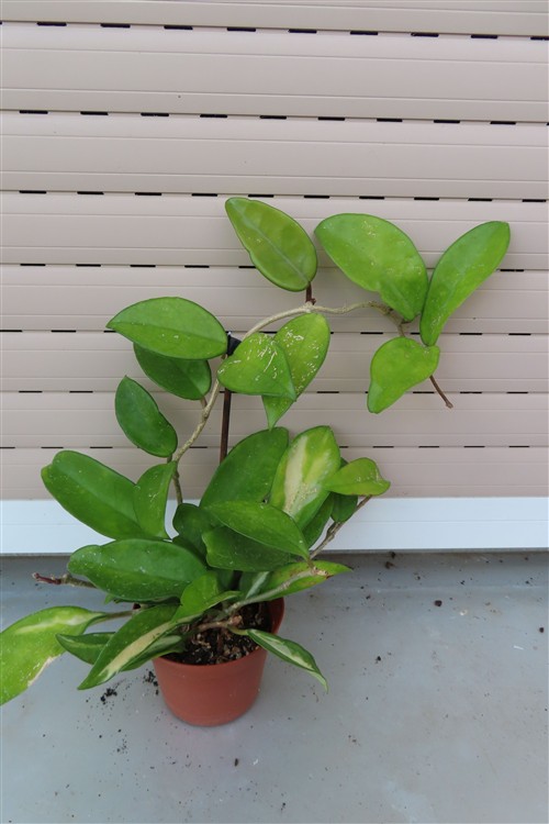 Hoya allg.