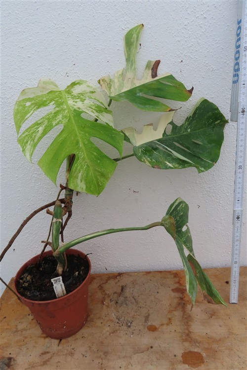 Monstera Delicosa variegata