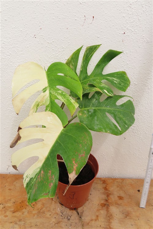 Monstera Delicosa variegata