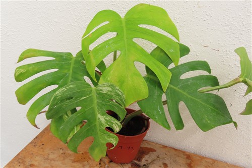 Monstera Delicosa variegata