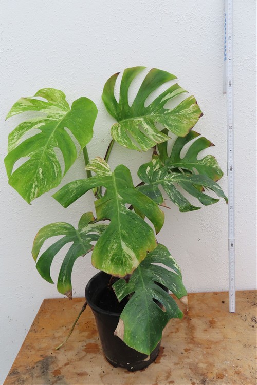 Monstera Delicosa variegata