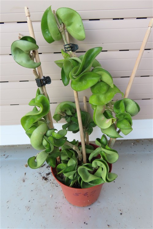 Hoya carnosa compacta krinkle