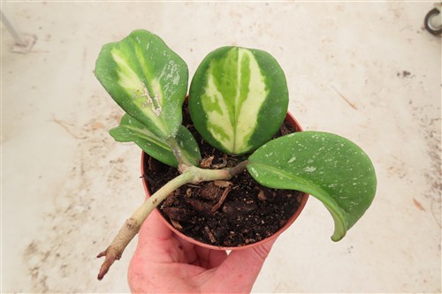 Hoya obovata variegata