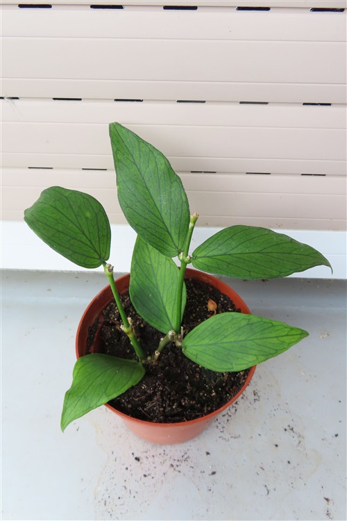 Hoya polyneura