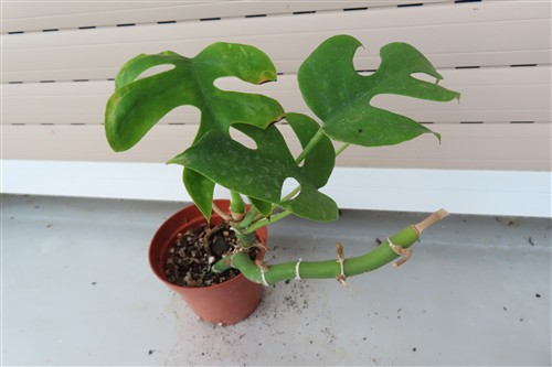 Rhaphidophora tetrasperma
