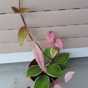Hoya carnosa Flamingo Dream
