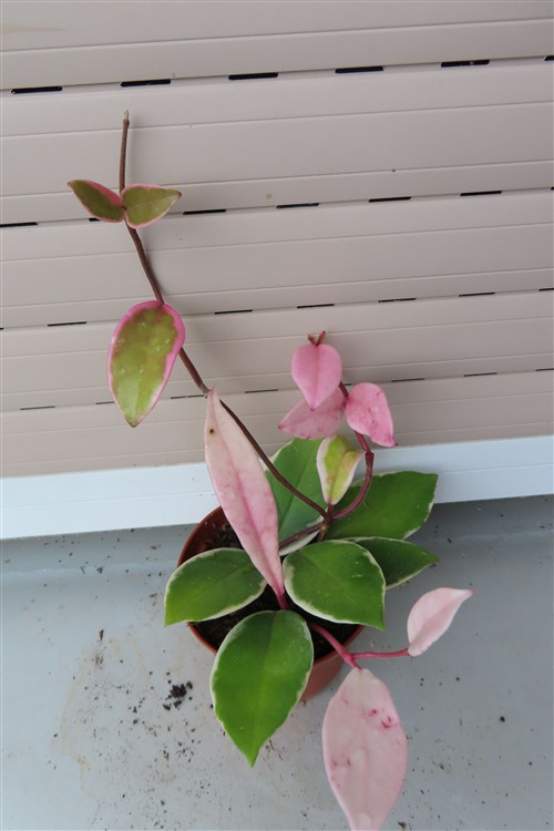 Hoya carnosa Flamingo Dream