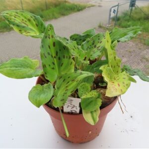 Drimiopsis maculata variegata