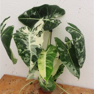 Alocasia frydek variegata