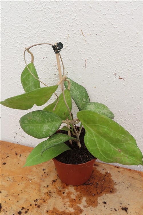 Hoya verticillata Wayang Splash