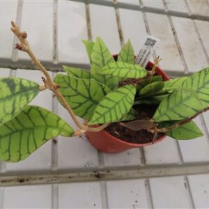 Hoya callistophylla KAL 16 Star of Samoa