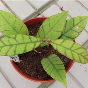 Hoya callistophylla KAL 16 Star of Samoa