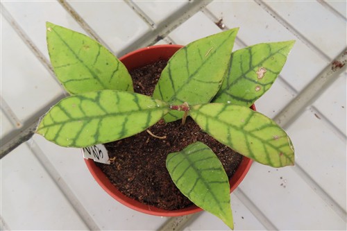 Hoya callistophylla KAL 16 Star of Samoa