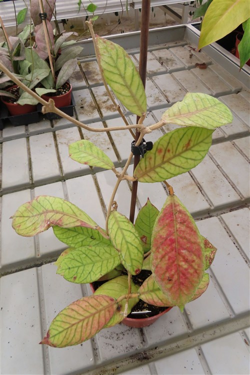 Hoya Sabah