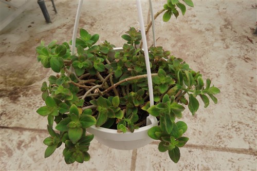 Aeschynanthus