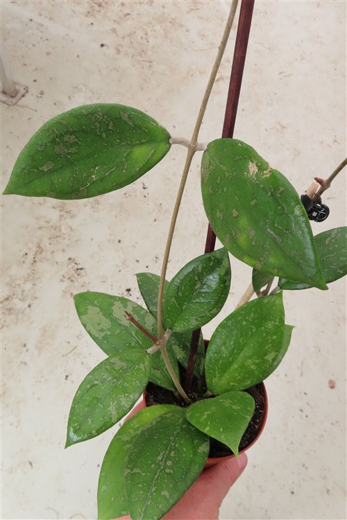 Hoya vitellina