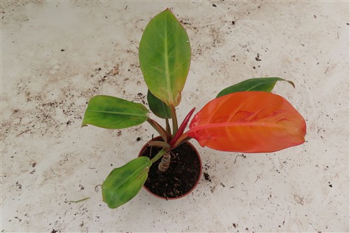 Philodendron Sunlight