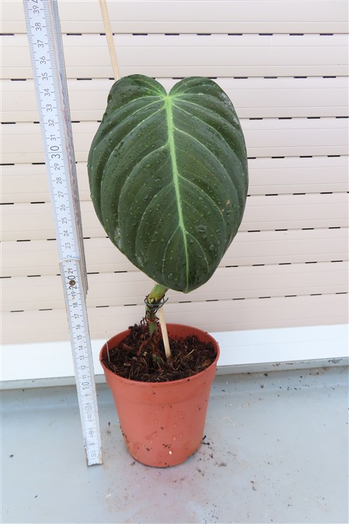 Philodendron melanochrysum